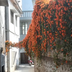 orange flowers rishikesh street